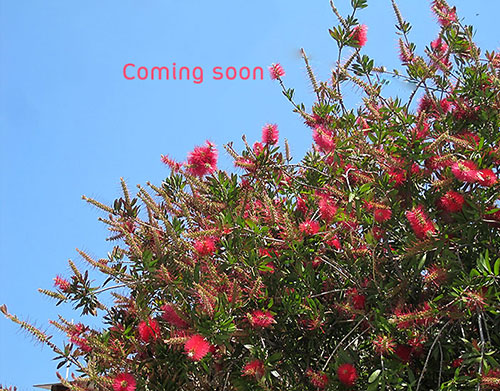 Coming soon